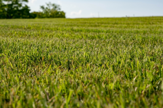 刈り込まれた芝生