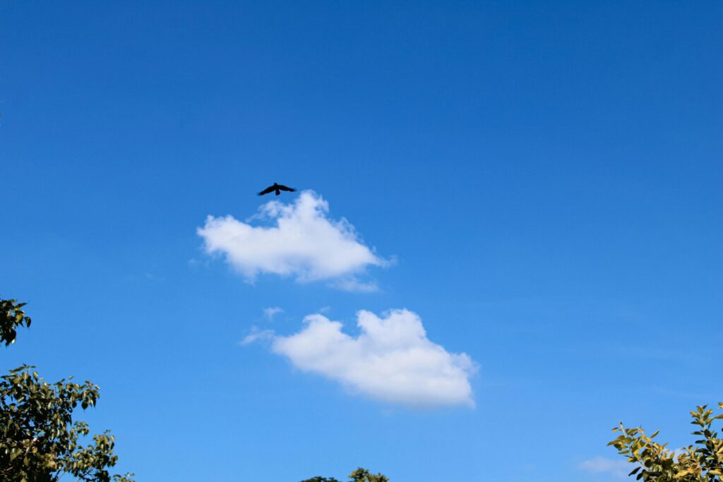 空を飛ぶ鳥
