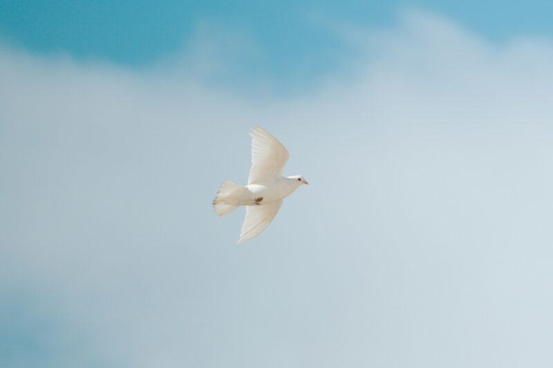 白い鳩が澄んだ青空を優雅に飛び回っています。